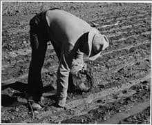 মূলধারার অর্থনীতি ও অর্থনৈতিক নৃবিজ্ঞান